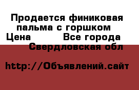 Продается финиковая пальма с горшком › Цена ­ 600 - Все города  »    . Свердловская обл.